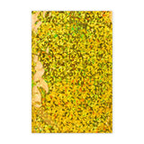 Holografikus fólia borítékok